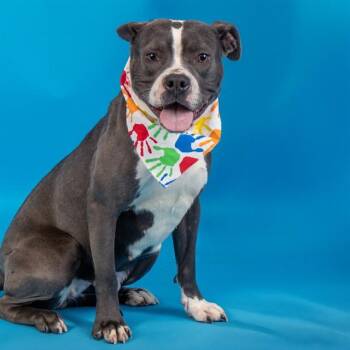 Pit Bull Terrier and Mixed Breed Dogs Available for Adoption - GOOGLE | PetCurious