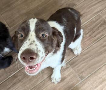 English Springer Spaniel Dogs Available for Adoption in North Arlington, New Jersey - Sammy  | PetCurious
