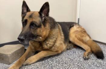 Chase -  German Shepherd Dog Dog for Adoption in Bemidji, Minnesota - Chase | PetCurious