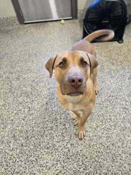 Wombat -  Labrador Retriever and Mixed Breed Dog for Adoption in Westland, Michigan - Wombat | PetCurious