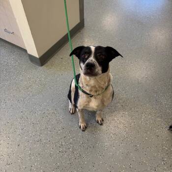 Bella -  Australian Cattle Dog Blue Heeler and Mixed Breed Dog for Adoption in Galax, Virginia - Bella | PetCurious