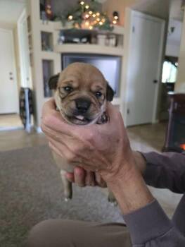 Chihuahua Dogs Available for Adoption - Pinto | PetCurious