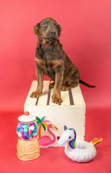 575-26 -  Pit Bull Terrier Dog for Adoption in Brighton, Colorado - 575-26 | PetCurious