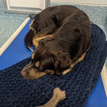 Bear -  Great Pyrenees and Australian Shepherd Dog for Adoption in Greensboro, North Carolina - Bear | PetCurious