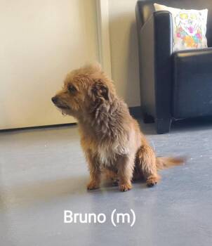Terrier Dogs Available for Adoption in Grafton, Wisconsin - SPONSOR OR FOSTER ME - Bruno | PetCurious