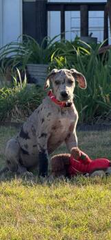 Harleigh -  Great Dane Dog for Adoption in Gillsville, Georgia - Harleigh | PetCurious