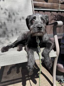 Wirehaired Terrier and Labrador Retriever Dogs Available for Adoption in Erin, Ontario - Dahlia | PetCurious