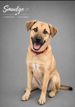 Smudge -  Mixed Breed Dog for Adoption - Smudge | PetCurious