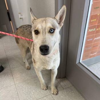 Leah -  Husky and Mixed Breed Dog for Adoption in Taos, New Mexico - Leah | PetCurious