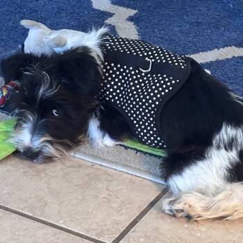 Schnauzer Dogs Available for Adoption in Gulfport, Mississippi - Oreo Cream | PetCurious