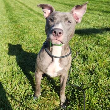 Gem -  Pit Bull Terrier Dog for Adoption in Fort Wayne, Indiana - Gem | PetCurious