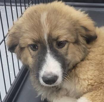 Remus -  Anatolian Shepherd and Mixed Breed Dog for Adoption in Kemp, Texas - Remus | PetCurious