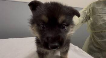 German Shepherd Dog and Mixed Breed Dogs Available for Adoption - COTTON TAIL | PetCurious