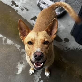 Frito -  Mixed Breed Dog for Adoption in Manhattan, Kansas - Frito | PetCurious