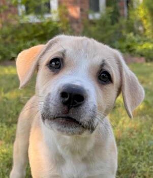 Labrador Retriever Dogs Available for Adoption in Princeton, Massachusetts - Minnie | PetCurious