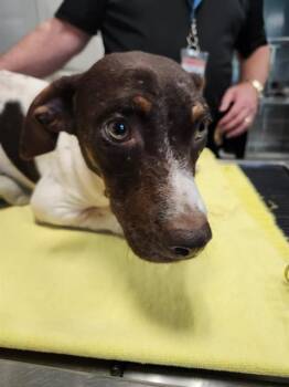SCRAPPY -  German Shorthaired Pointer and Mixed Breed Dog for Adoption in Newton, North Carolina - SCRAPPY | PetCurious
