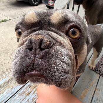 Moriarty -  French Bulldog Dog for Adoption in Cincinnati, Ohio - Moriarty | PetCurious