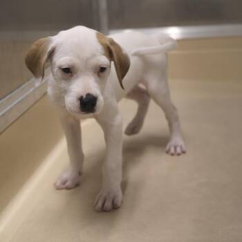 Jack Russell Terrier Dogs Available for Adoption in Briarcliff Manor, New York - Hank | PetCurious