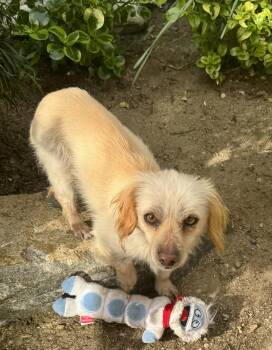 Dachshund and Terrier Dogs Available for Adoption - Little Man | PetCurious