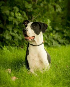 ORVILLE REDENBACHER (0001) -  Great Dane Dog for Adoption in Bridgeport, Connecticut - ORVILLE REDENBACHER (0001) | PetCurious