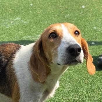Fortuna -  Hound Dog for Adoption in Chatham, Virginia - Fortuna | PetCurious