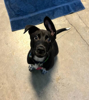 Rescue Australian Cattle Dog Blue Heeler and Border Collie Dogs for Adoption in Mckinleyville, California - Taz | PetCurious