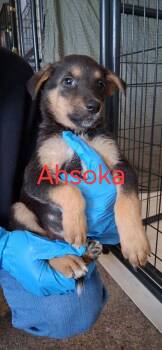 Ahsoka -  Shepherd Dog for Adoption in Lafayette, Colorado - Ahsoka | PetCurious