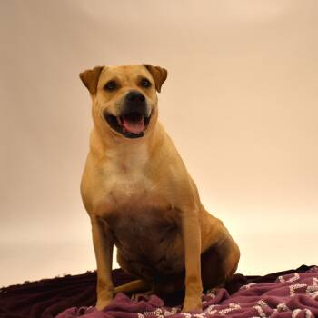 Yellow Labrador Retriever and Terrier Dogs Available for Adoption in Wharton, Texas - Marissa | PetCurious