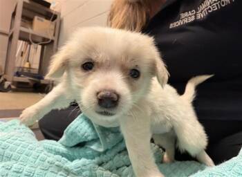 Mixed Breed Dogs Available for Adoption in Jacksonville, Florida - MAVIS | PetCurious