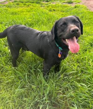Breadstick -  Labrador Retriever Dog for Adoption in Spooner, Wisconsin - Breadstick | PetCurious