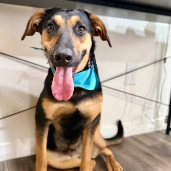 Jennie Ruby Jane -  Black And Tan Coonhound and Doberman Pinscher Dog for Adoption in Friendswood, Texas - Jennie Ruby Jane | PetCurious