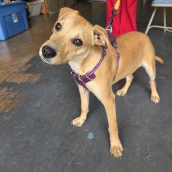 Yellow Labrador Retriever Dogs Available for Adoption in Denison, Texas - Cupcake | PetCurious
