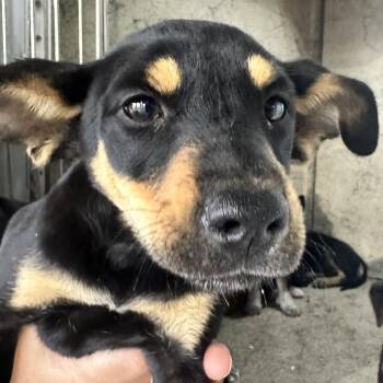 Shepherd and Mixed Breed Dogs Available for Adoption - Halo | PetCurious