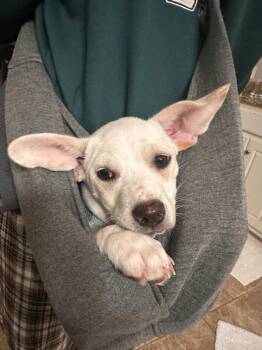 Basset Hound and Labrador Retriever Dogs Available for Adoption in Winder, Georgia - Sleepy 2026-128 | PetCurious