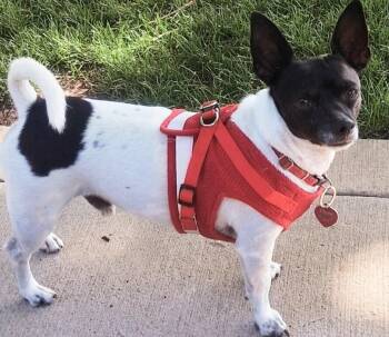 Niko -  Rat Terrier Dog for Adoption in Dallas, Texas - Niko | PetCurious