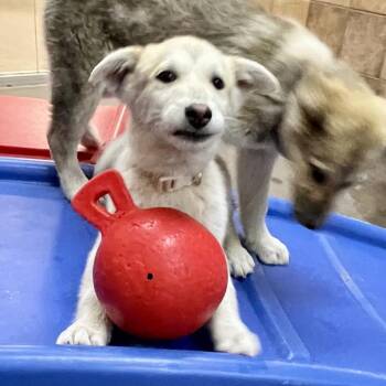 Primrose 53463 -  Cattle Dog and Mixed Breed Dog for Adoption in Las Vegas, Nevada - Primrose 53463 | PetCurious