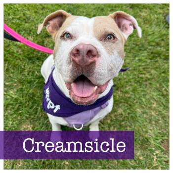 Rescue American Staffordshire Terrier and American Bulldog Dogs for Adoption in Cumming, Georgia - Creamsicle | PetCurious