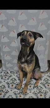 German Shepherd Dog and Rottweiler Dogs Available for Adoption - Duke | PetCurious