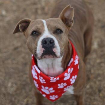 American Staffordshire Terrier Dogs Available for Adoption - KATARA | PetCurious