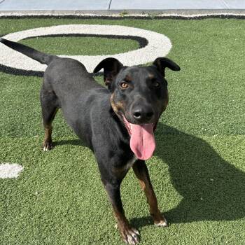 Buster -  Doberman Pinscher Dog Available for Adoption in Seward, Nebraska - Buster | PetCurious