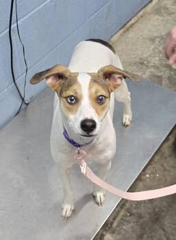Pebble Marie -  Jack Russell Terrier Dog for Adoption in Evansville, Indiana - Pebble Marie | PetCurious