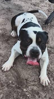 Rubble - 3 -  American Staffordshire Terrier and Mixed Breed Dog for Adoption in Daytona Beach, Florida - Rubble - 3 | PetCurious