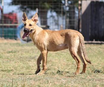 Violet -  Shepherd and Mixed Breed Dog for Adoption in Temple, Texas - Violet | PetCurious