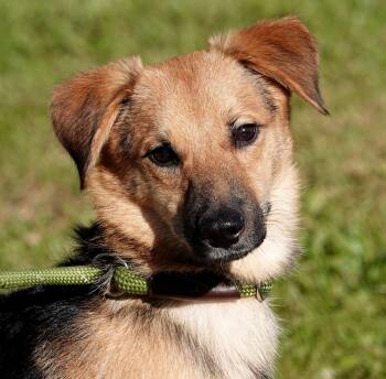 Marshmallow -  Beagle and Shepherd Dog for Adoption in Millfield, Ohio - Marshmallow | PetCurious
