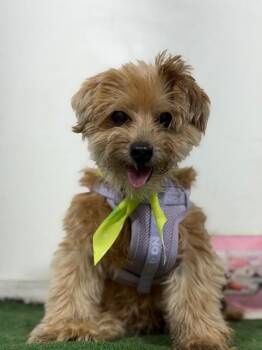 Wilfred-One of our Amazing Rescue Dogs -  Maltipoo and Havanese Dog for Adoption in Carlsbad, California - Wilfred-One Of Our Amazing Rescue Dogs | PetCurious