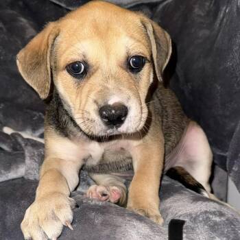 Pit Bull Terrier and Australian Cattle Dog Blue Heeler Dogs Available for Adoption in Weatherford, Texas - PUPPY BOY 1 | PetCurious