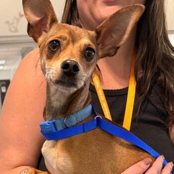 Chihuahua Dogs Available for Adoption in Los Angeles, California - Maple | PetCurious