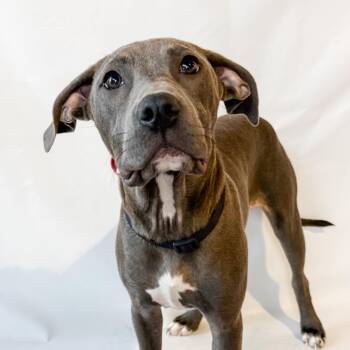 953 (2026) Bot -  Pit Bull Terrier and Mixed Breed Dog for Adoption in Parker, Colorado - 953 (2026) Bot | PetCurious