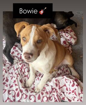 Rescue Great Pyrenees and Border Collie Dogs for Adoption in Stockton, California - Bowie | PetCurious