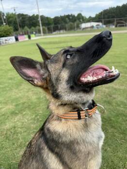 Xenia - Located in Georgia -  Belgian Shepherd Malinois and German Shepherd Dog Dog for Adoption in Imlay City, Michigan - Xenia - Located In Georgia | PetCurious